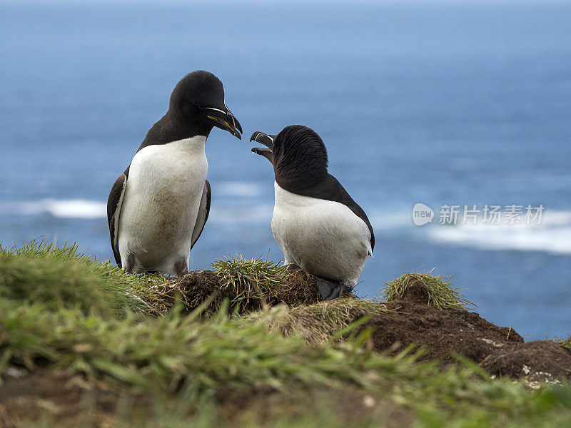 苏格兰伦加岛上的一对Razorbills (Alca Torda)